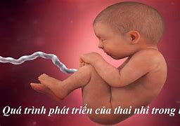 Quá Trình Phát Triển Của Thai Nhi Trong Bụng Mẹ